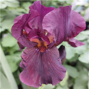 A Deep Luxurious Velvety Deep Purple Beardedi Iris With A Brown Undertone  . Grow To 90cm High And Can Spread By 50cm. The Bearded Iris Will Give Off A Fantastic Display In A Moist But Well Drained Soil. They Are An  Absolutely Outstanding Addition To Any Sunny Border. Make Sure Rhyzomes Are Baked On Top Of The Ground. To Help Them Thrive. 